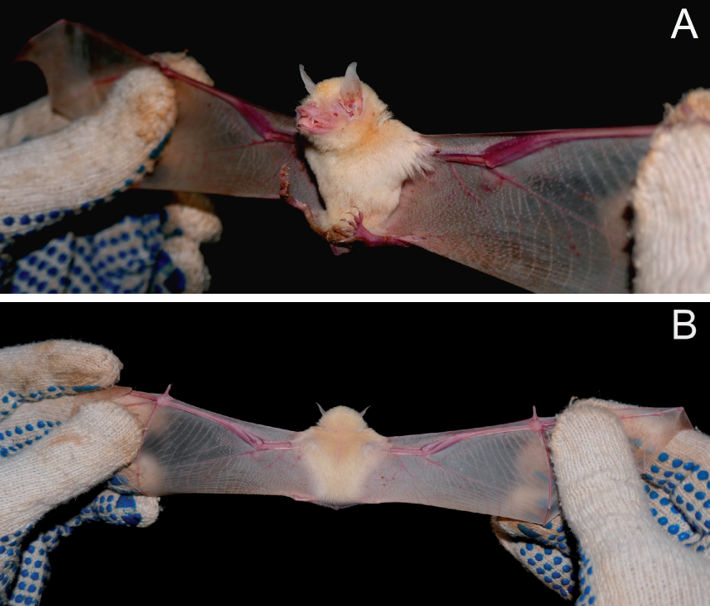Views of an albino male specimen of Pteronotus personatus captured in the Furna do Morcego bat cave, Pernambuco, Brazil. Photos: Edson S.B. Leal.