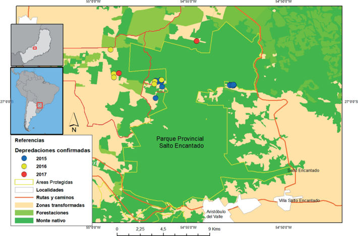 Mapa del área de estudio con la ubicación de depredaciones confirmadas de yaguareté a vacunos en el valle del arroyo Cuña Pirú, provincia de Misiones, Argentina