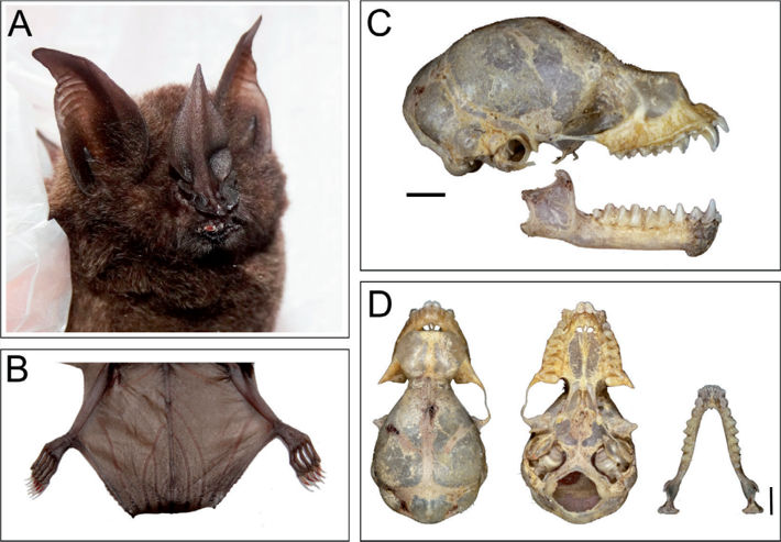 External (A-B) and cranial (C-D) morphology of an adult male Macrophyllum macrophyllum captured in APA Guapimirim, Rio de Janeiro, Brazil