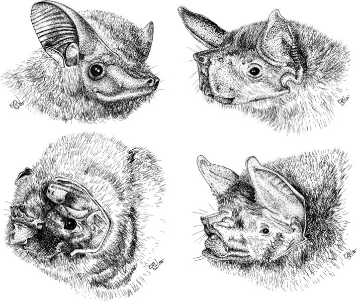 Rostros de murciélagos de Honduras: Emballonuridae; Noctilionidae; Mormoops; Pteronotus