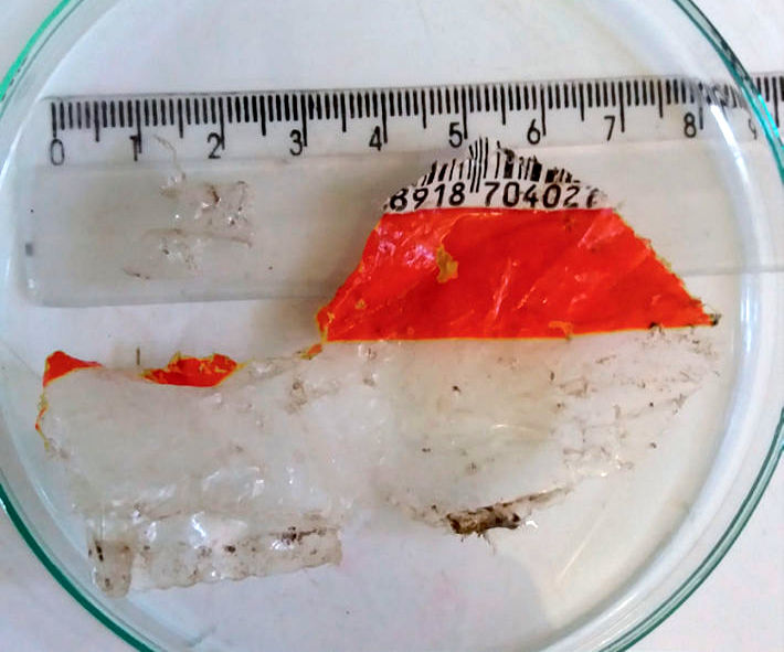 Plastic fragments found in the stomach of Cerdocyon thous in northeastern Brazil
