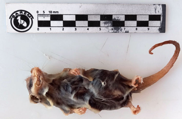 Individuo muerto de Dromiciops hallado en la localidad de Caviahue-Copahue, Argentina