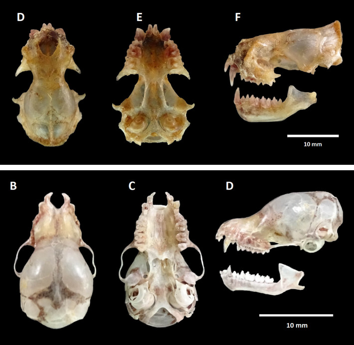 Vistas de los cráneos de Cynomops planirostris (INALI A703) y de Myotis albescens (INALI A700). Fotos: A. Gavazza.