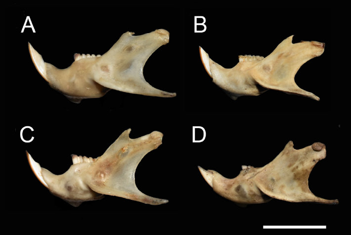 Comparación de la morfología de las mandíbulas del material obtenido en Villa Mazán (La Rioja, Argentina) y de las especies de Tympanoctomys presentes en el centro y norte de Argentina.