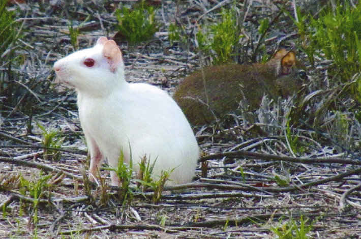 Individual of Galea spixii with albinism photographed next to an individual bearing the common G. spixii pelage in Luís Correia, Piauí state, Brazil. Photo: Artur Fontenelle.