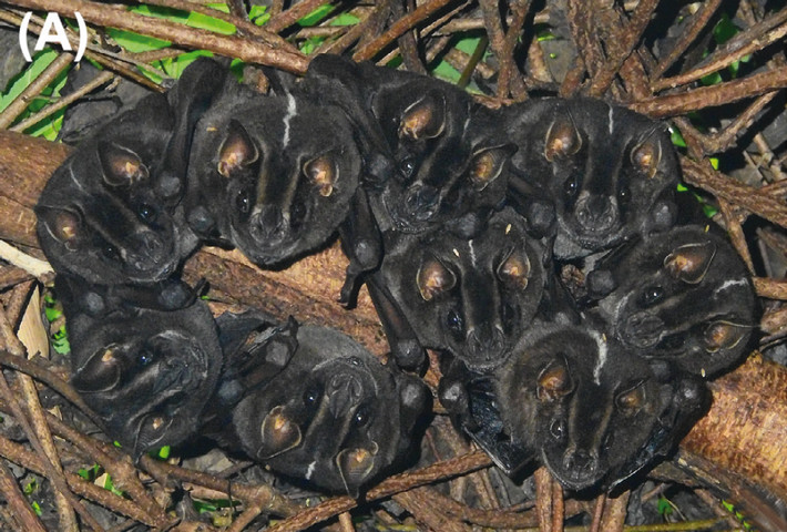Group of nine Platyrrhinus albericoi in a Ficus americana subsp. andicola branch, in Calarcá, Quindío, Colombia