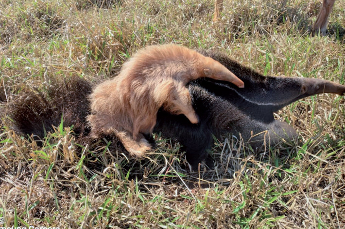 Record made in mid-west Brazil of an albino juvenile giant anteater (Myrmecophaga tridactyla)