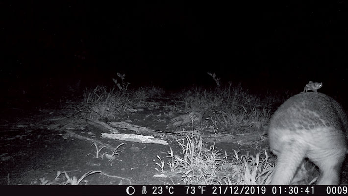 A common vampire bat (Desmodus rotundus) recorded by a camera trap possibly feeding on a giant armadillo in Parque Sesc Serra Azul, Mato Grosso state, western Brazil