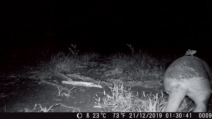 A common vampire bat (Desmodus rotundus) is recorded possibly feeding on a giant armadillo in Parque Sesc Serra Azul, Mato Grosso state, western Brazil, recorded by a camera trap.