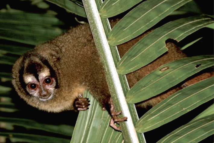 Aotus zonalis in Isla Bastimentos, Bocas del Toro, Panama