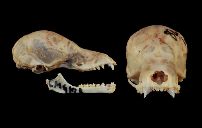 Two views of the skull of the nectar-feeding bat Lionycteris spurrelli (Thomas, 1913)