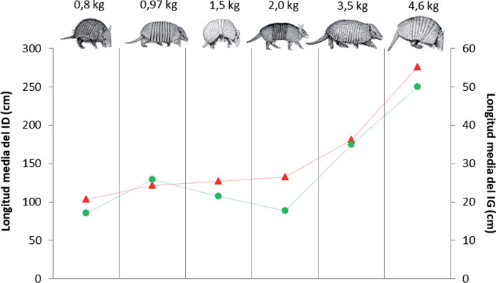Relación entre la longitud media del intestino delgado y del intestino grueso en función de la masa corporal promedio de seis especies de armadillos