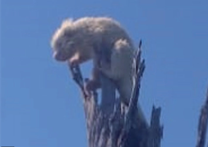 An albino individual of the porcupine Coendou (Coendou) longicaudatus recorded in the vicinity of the Samuel Dam lake in the Amazon region of Rondônia, northern Brazil