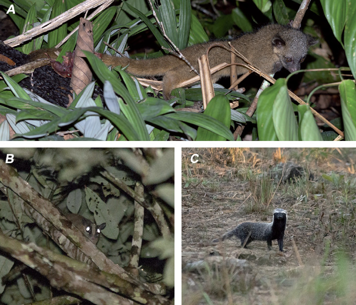 Registros fotográficos dos três pequenos mamíferos no Parque Nacional da Serra do Divisor, Brazil. A) Bassaricyon alleni; B) Glironia venusta; C) Galictis vittata