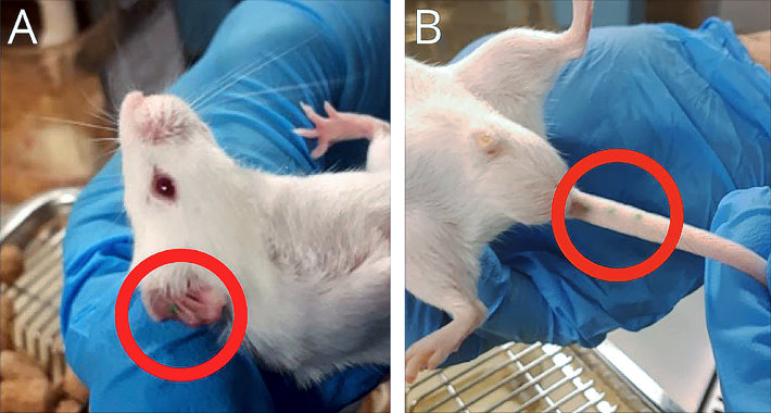 Métodos de marcado de roedores: oreja derecha con una sección de cartílago perdida por una infección producto de la perforación realizada, y tatuajes en el lado ventral de la cola