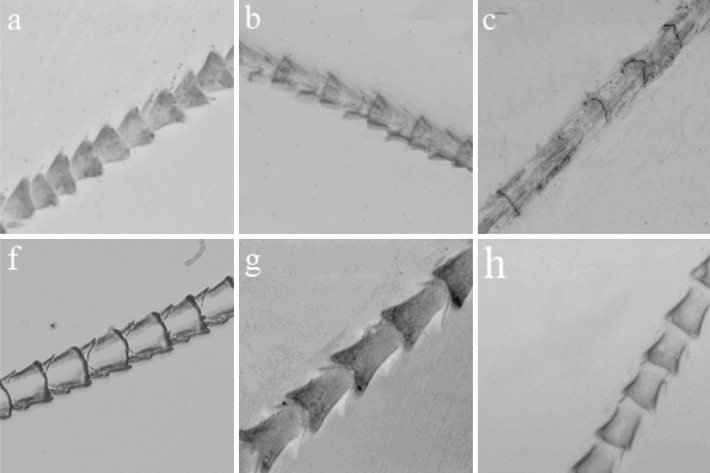 Morphological comparison of dorsal hair morphology of some species of Neotropical bats