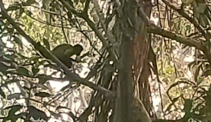 Young Sapajus apella individual consuming a muscovy duck egg