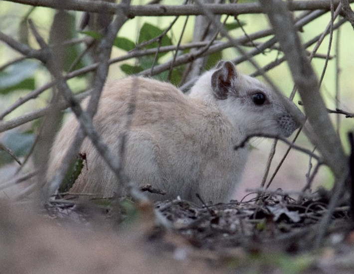 An adult, leucistic Kerodon rupestris at Lagoa do Capim farm, Porto da Folha, Sergipe, Brazil