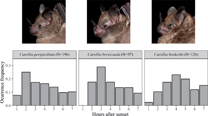 Activity of Carollia species within seven hours after sunset. Photos: Oscar Quispe Hure.