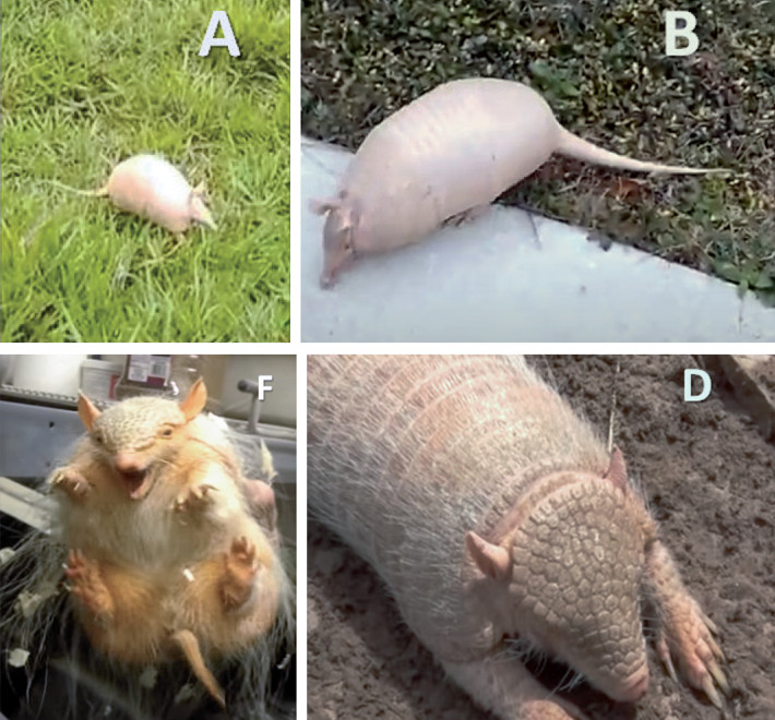 Fotogramas de distintos videos de armadillos albinos registrados en la web. A y B: Dasypus novemcinctus; D: Chaetophractus villosus; F: C. vellerosus.