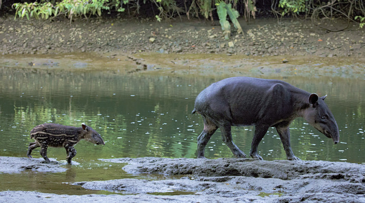 A female Baird’s tapir and her calf at Sirena River, Corcovado National Park, Costa Rica. Photo: Luis Obando.