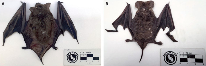 Dorsal view of adult male bats with leucism from San Luis province, Argentina. A: Eptesicus furinalis; B: Tadarida brasiliensis.