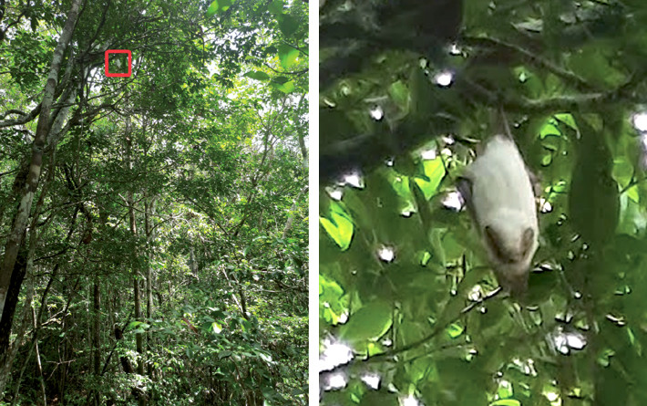 Photograph and zoom in of a ghost bat Diclidurus sp. resting in a forest canopy: first record for the Atlantic Forest of Alagoas state, Brazil