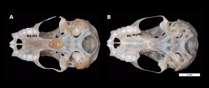 A: ventral view of skull of Sturnira lilium affected by agenesis of M3; B: ventral view of normal S. lilium skull as reference